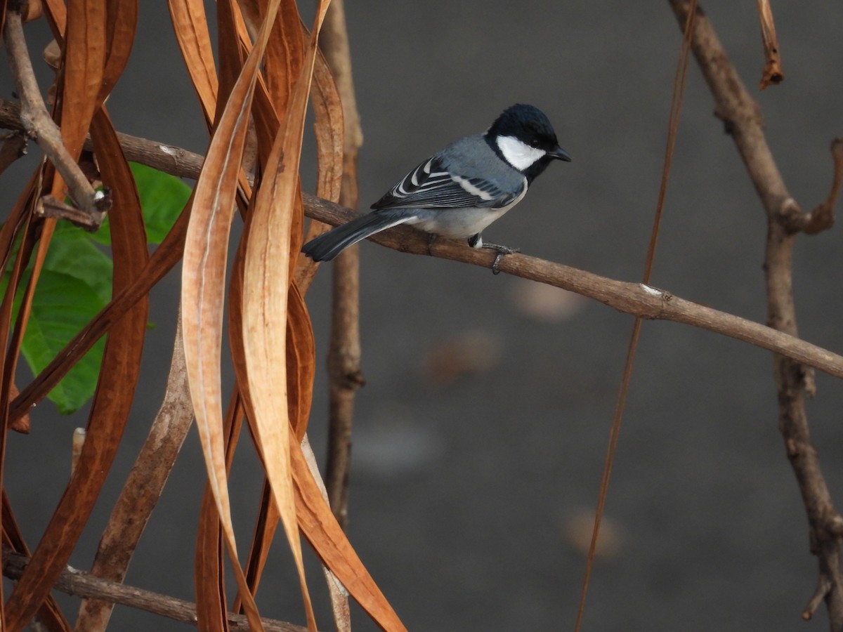 Cinereous Tit - Sameer Kulkarni