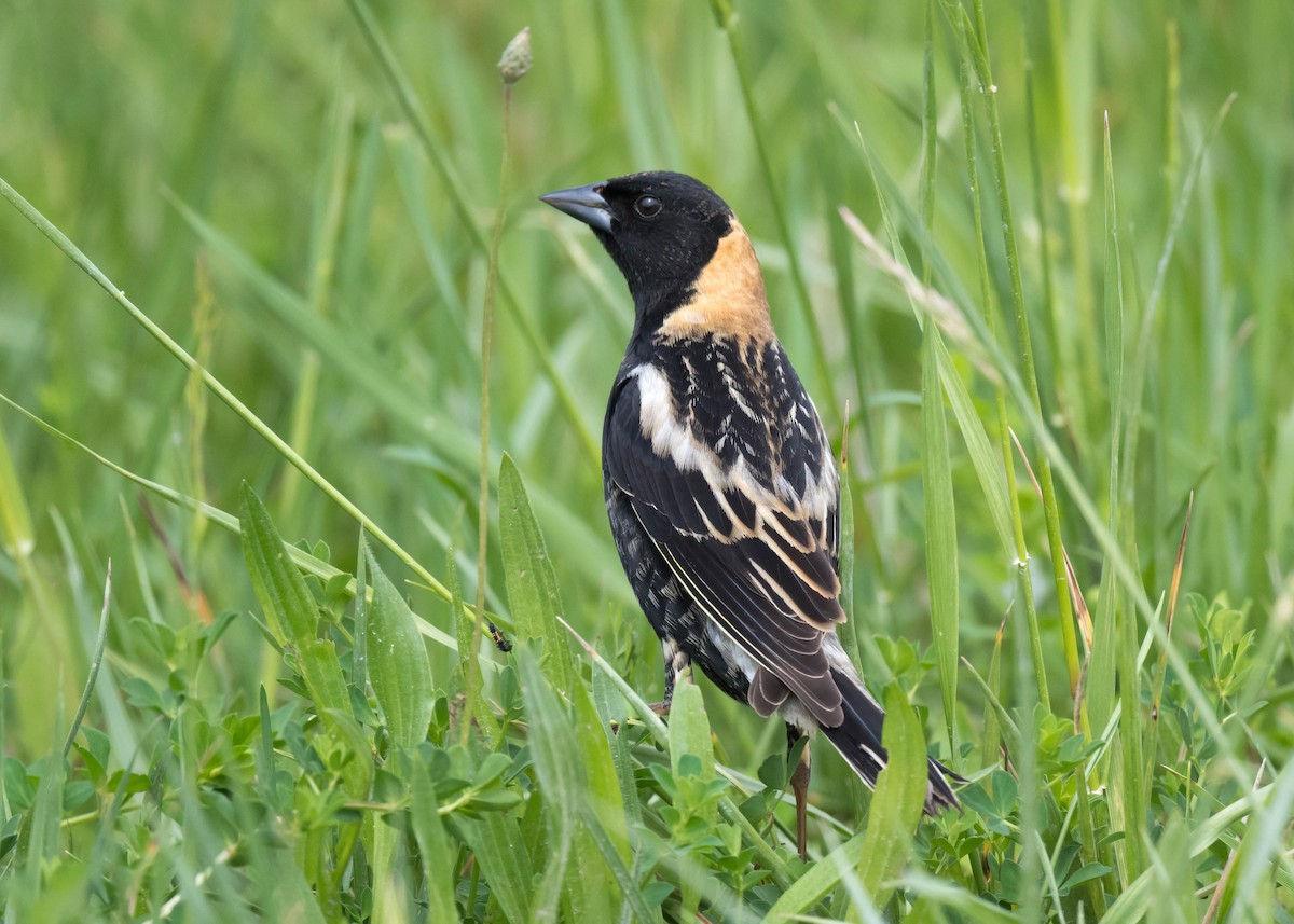 Bobolink - ML618811819