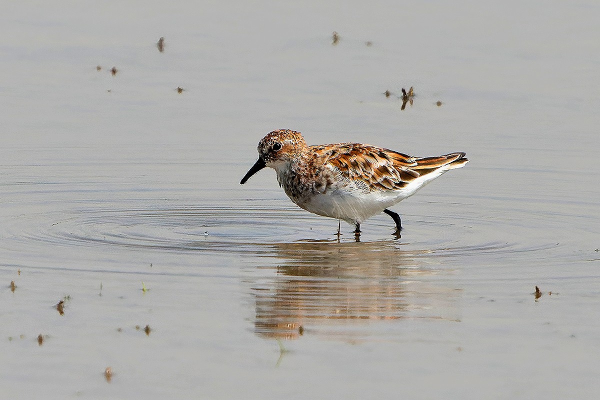 dvergsnipe - ML618811848