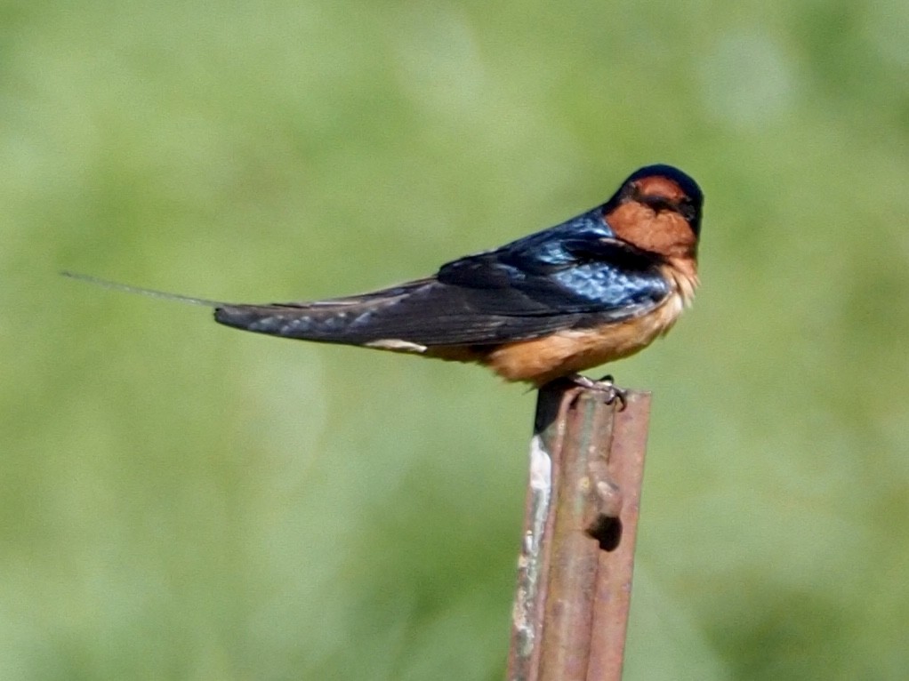 Barn Swallow - Wendy Feltham