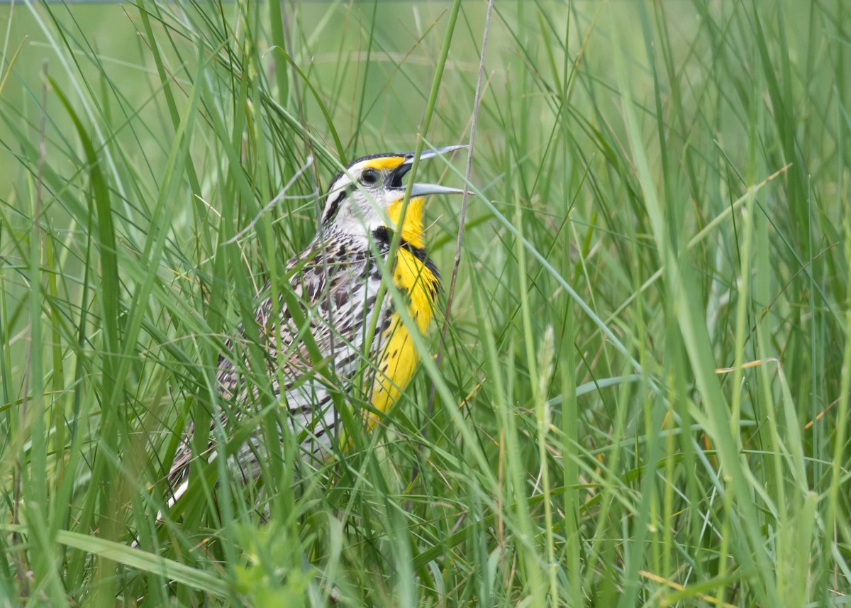 Eastern Meadowlark - Harrison Ponn