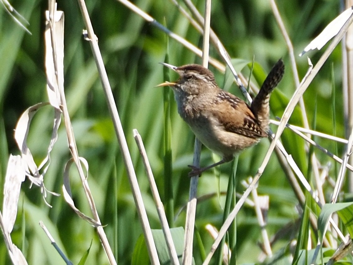 Marsh Wren - Wendy Feltham