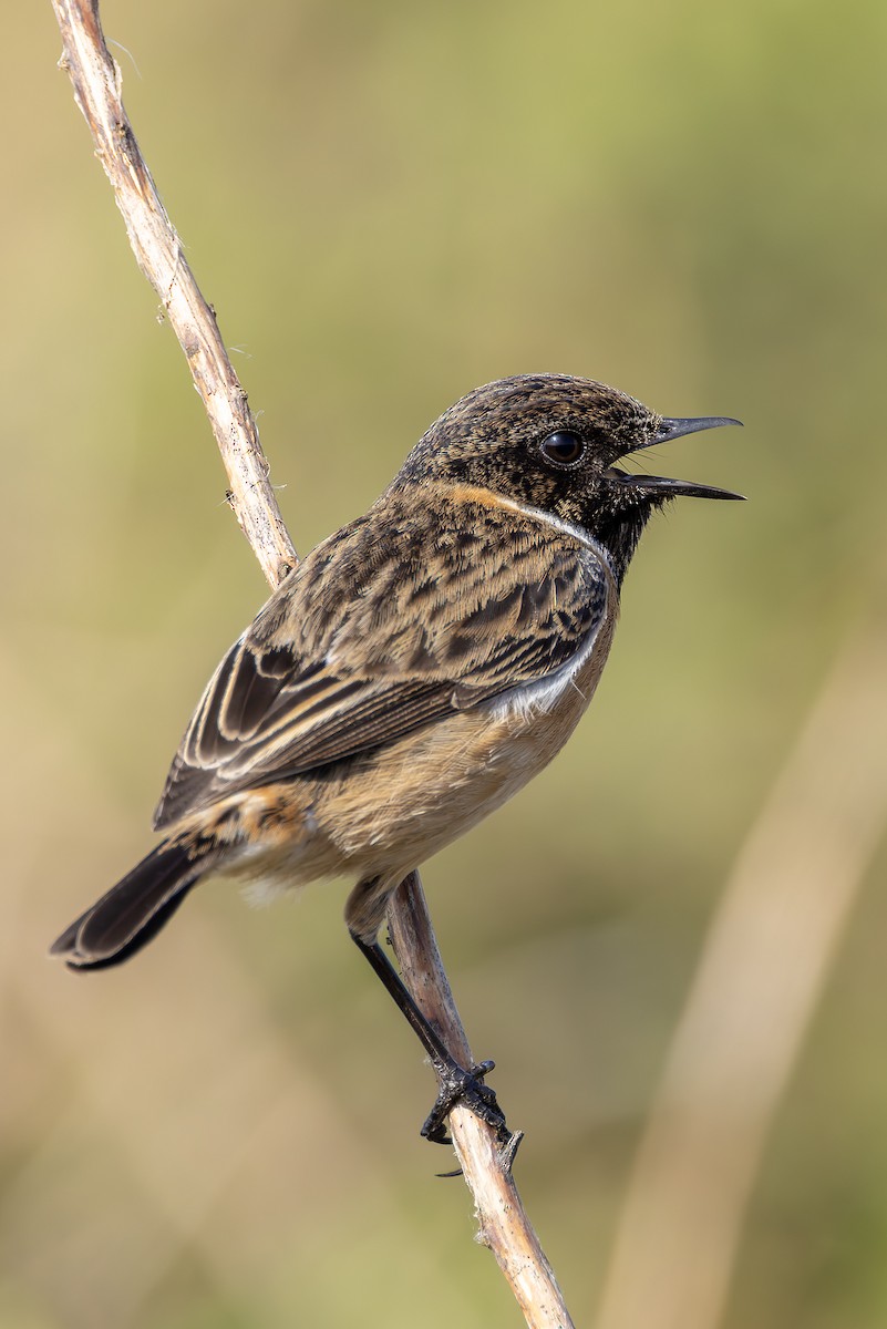 European Stonechat - Graham Ella