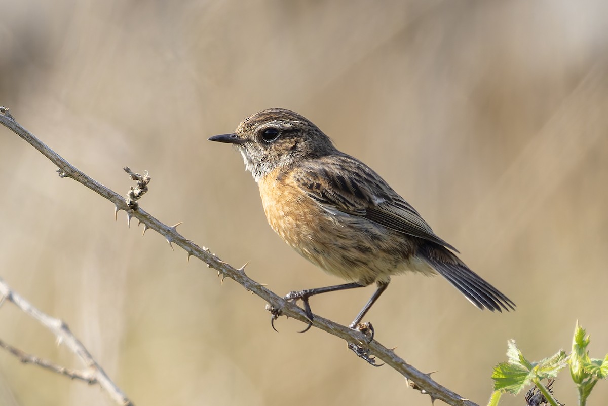 European Stonechat - Graham Ella