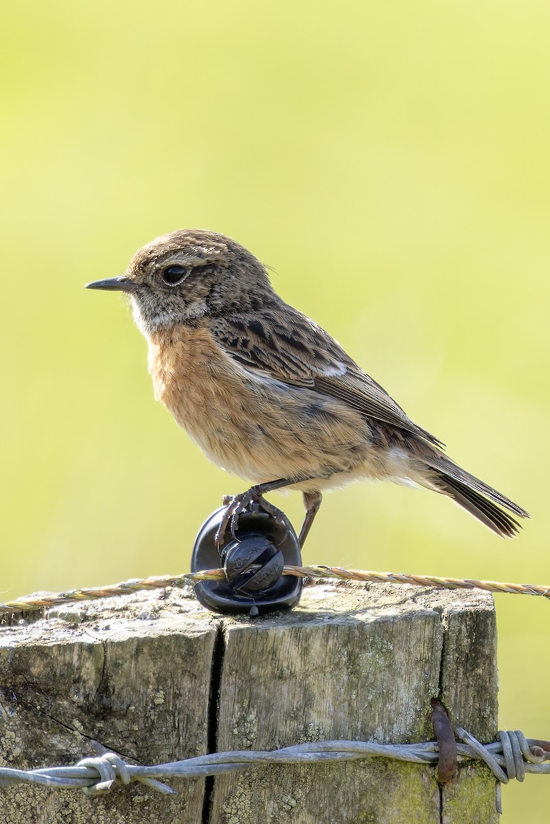 European Stonechat - Graham Ella