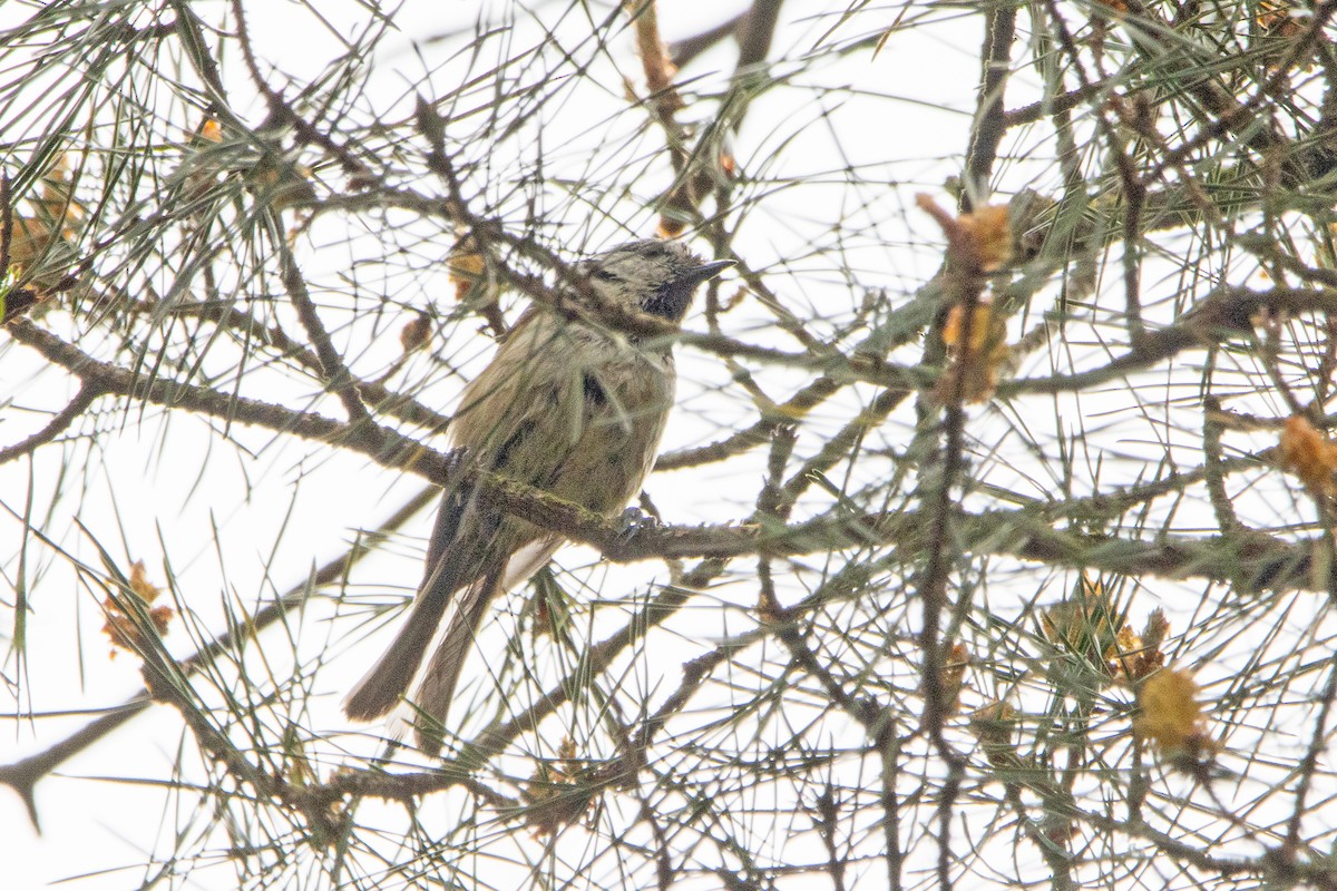 Crested Tit - Letty Roedolf Groenenboom