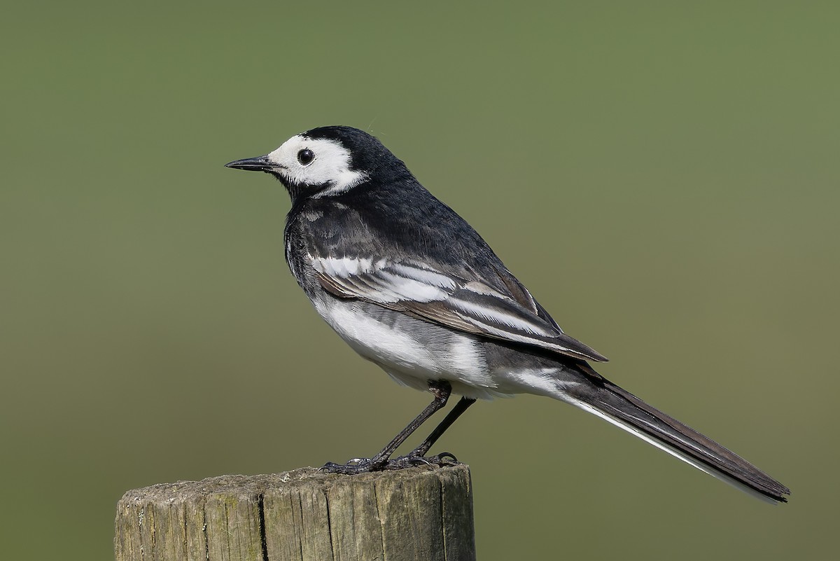 White Wagtail (British) - Graham Ella