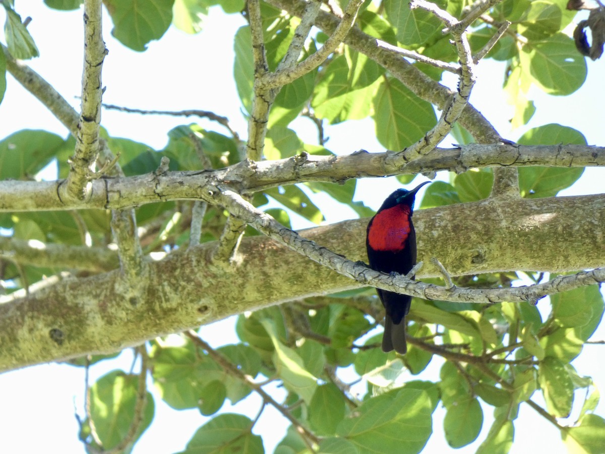 Scarlet-chested Sunbird - Miguel Albornoz