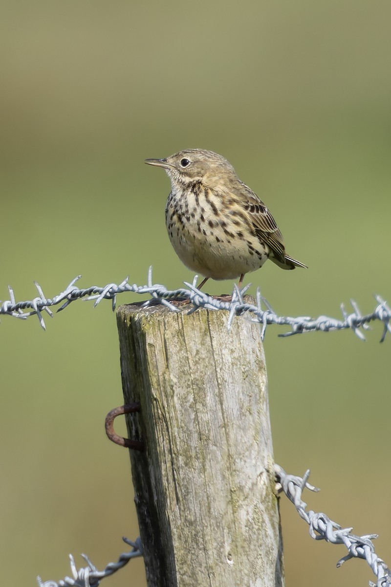 Meadow Pipit - Graham Ella