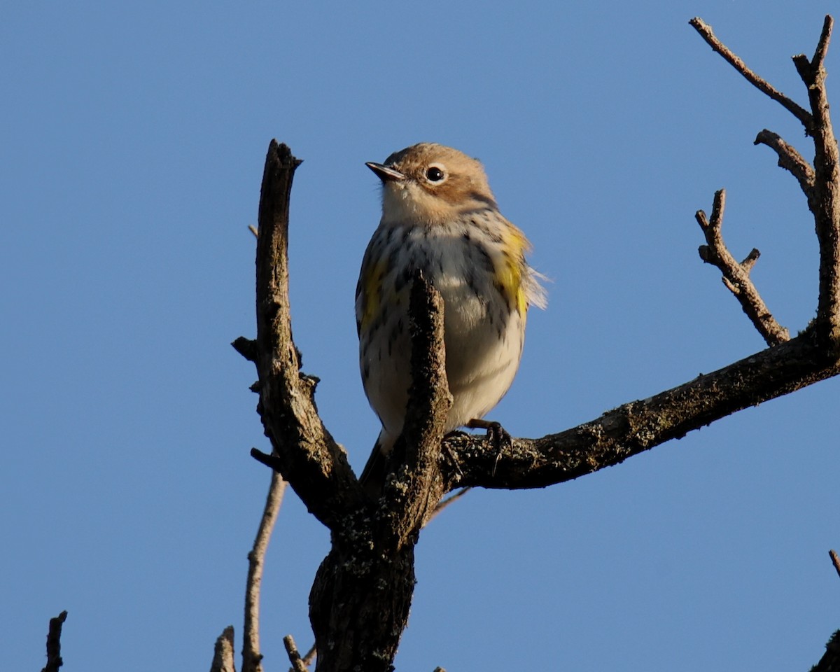 Yellow-rumped Warbler - Linda Dalton