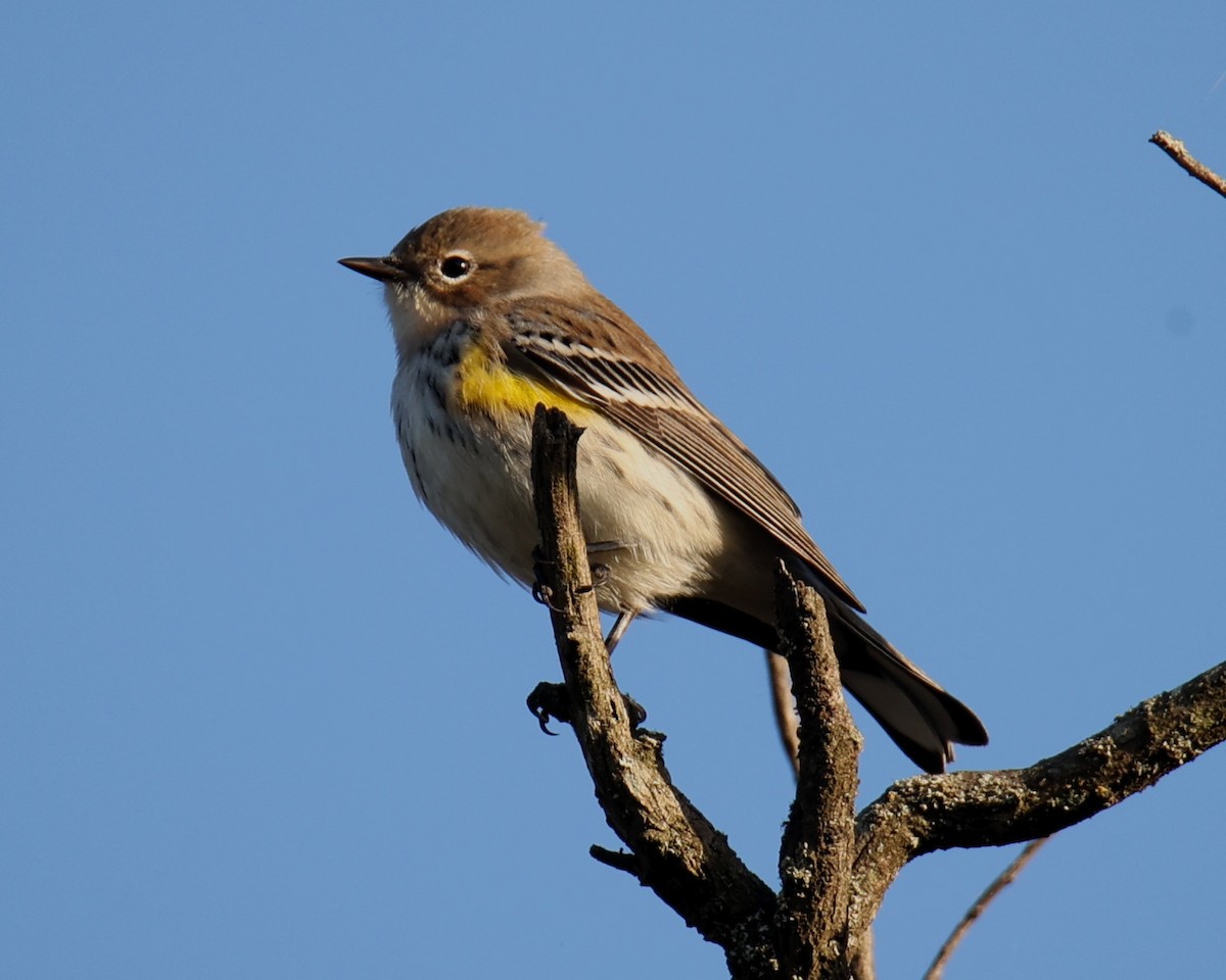 Yellow-rumped Warbler - Linda Dalton