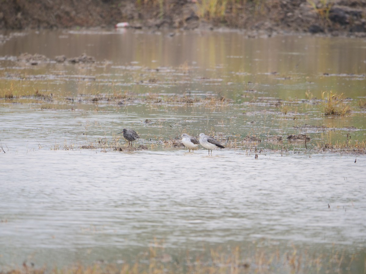 Common Greenshank - ML618811932