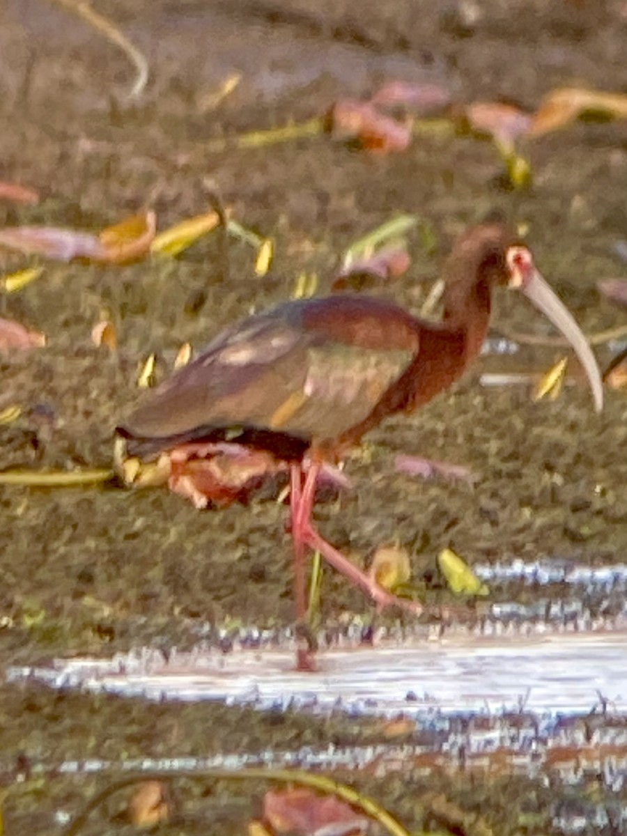 White-faced Ibis - Russ  And Theresa