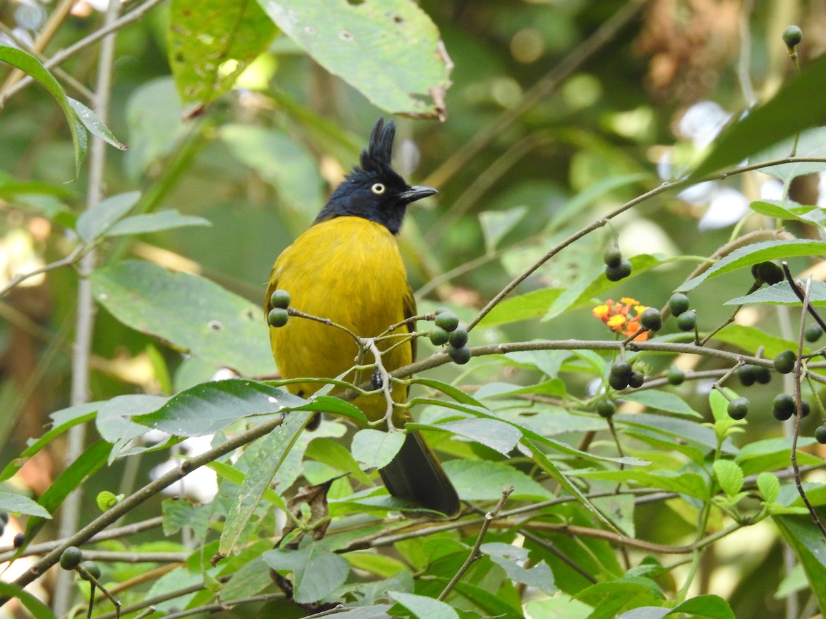 Black-crested Bulbul - imran khan