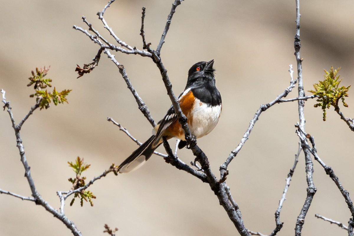 Spotted Towhee - Chris Scott