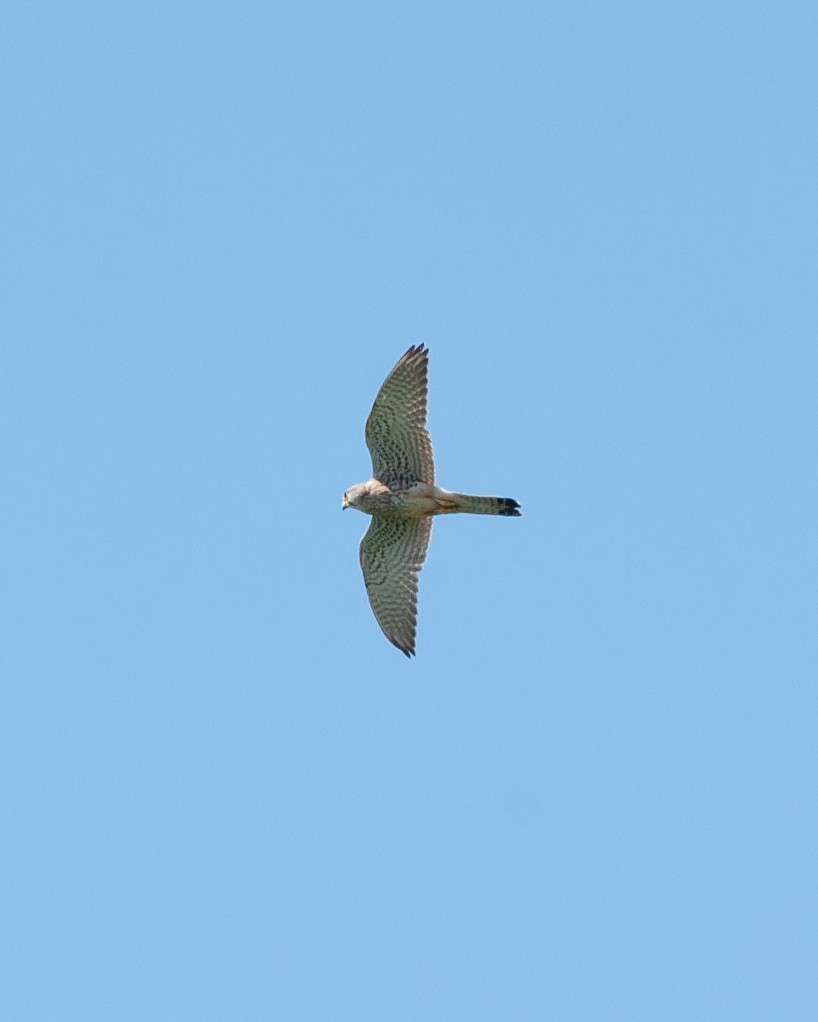 small falcon sp. - ML618811953