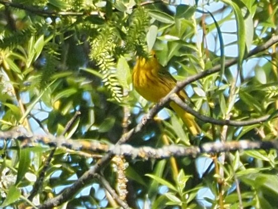 Yellow Warbler - Wendy Feltham