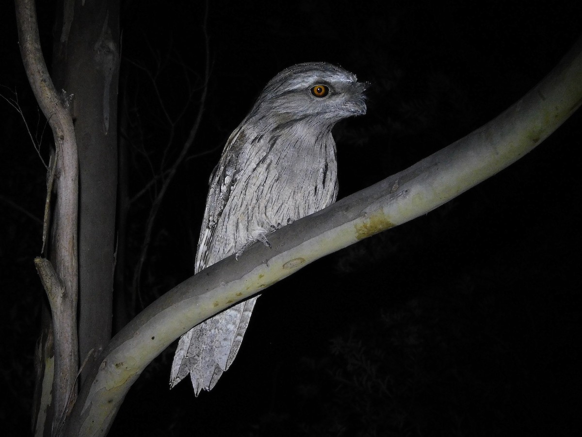 Tawny Frogmouth - ML618811996