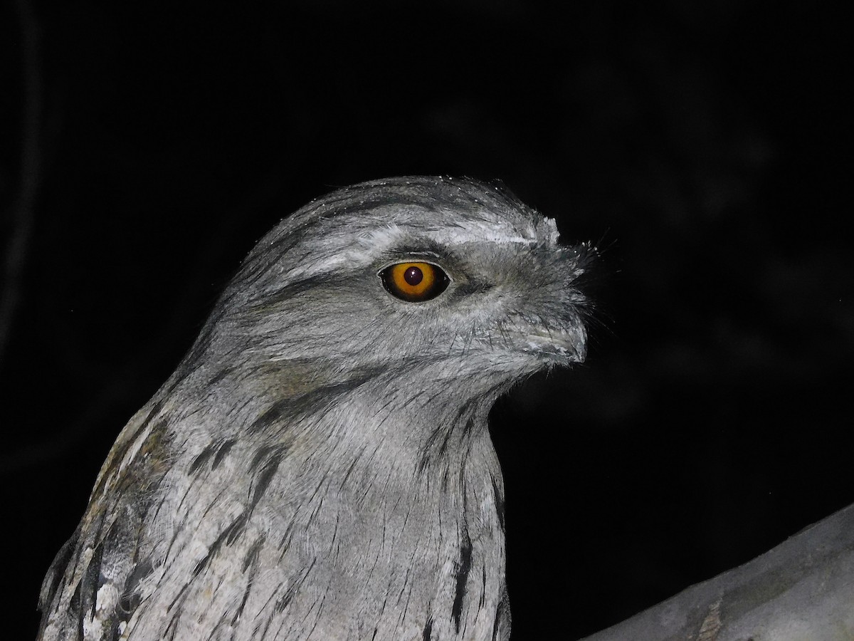 Tawny Frogmouth - ML618811998