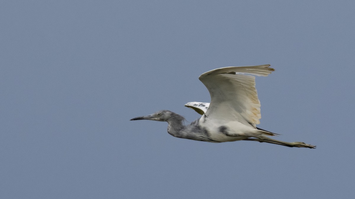 Little Blue Heron - ML618812005