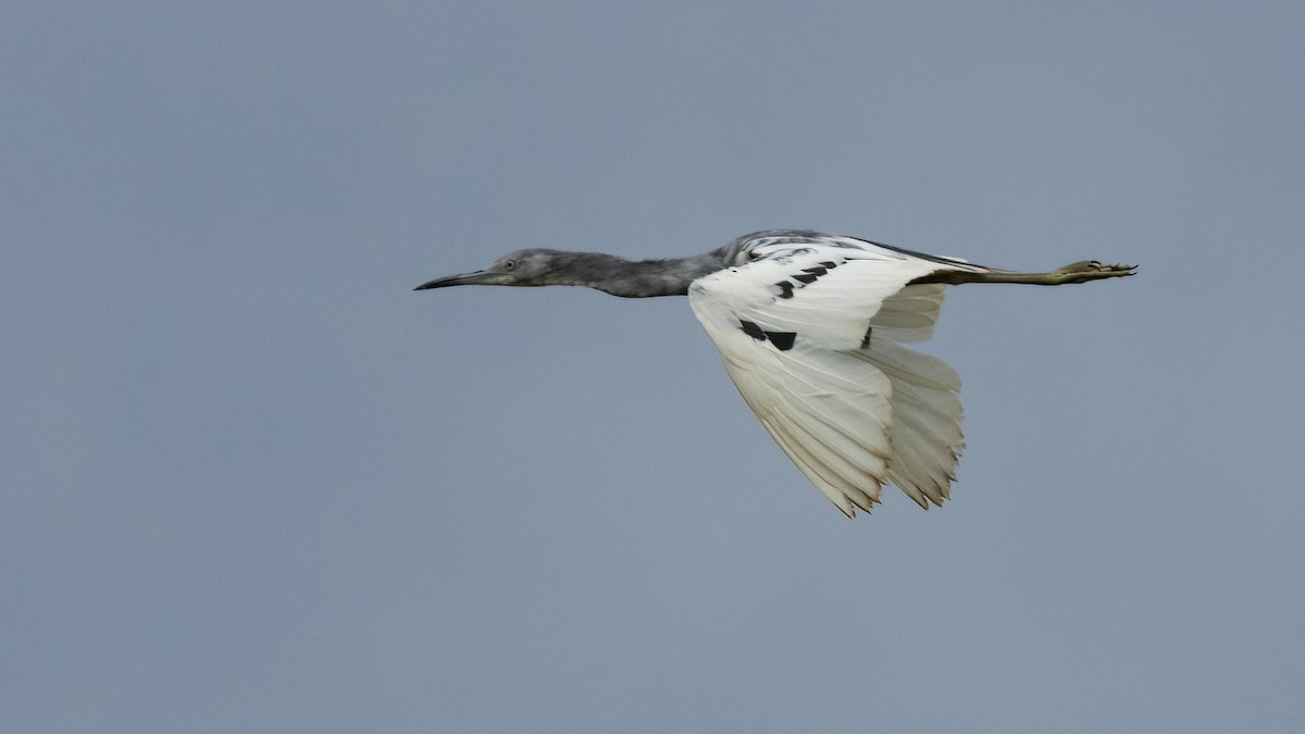 Little Blue Heron - ML618812006