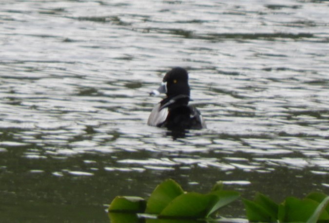 Ring-necked Duck - Rowena  West