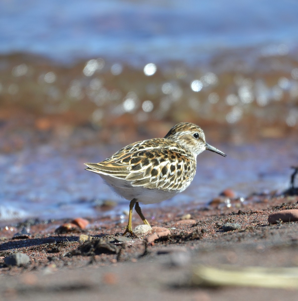 Least Sandpiper - ML618812016