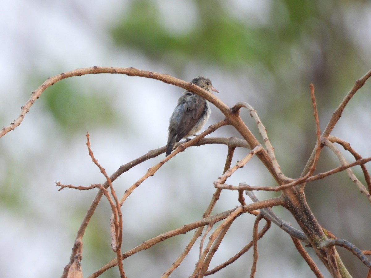 Pale-billed Flowerpecker - Sameer Kulkarni