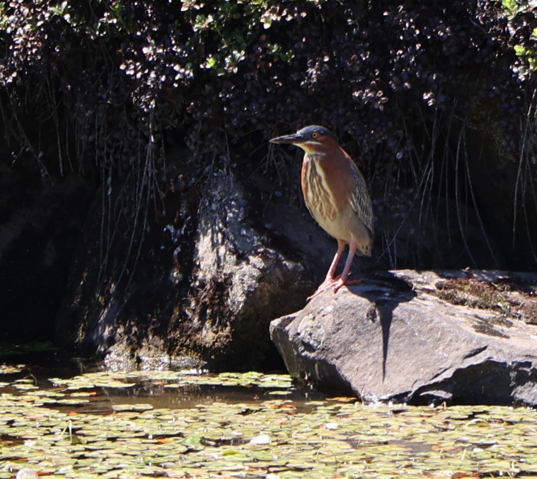 Green Heron - Will Wright