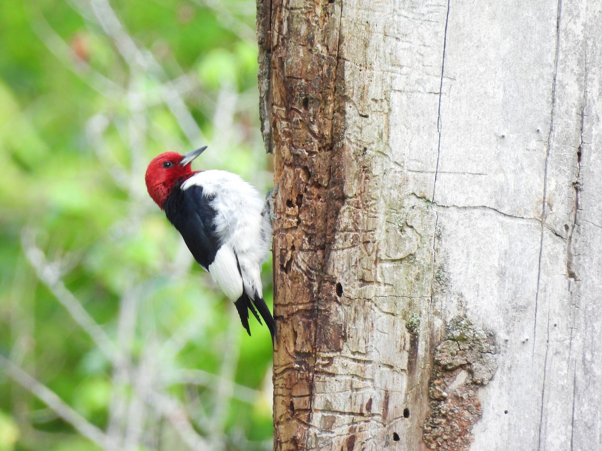 Red-headed Woodpecker - Jennifer (and Scott) Martin