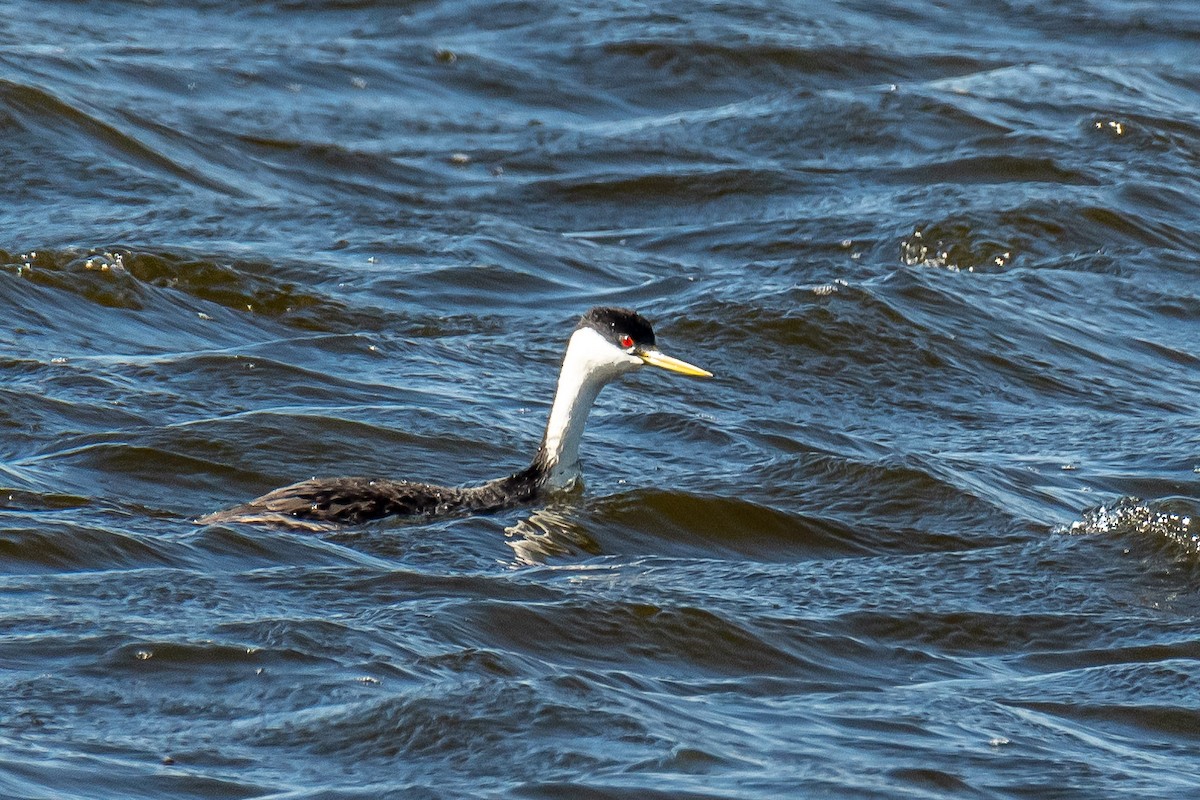 potápka západní - ML618812049