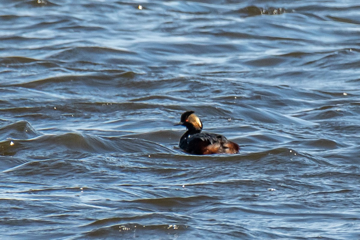 potápka černokrká - ML618812050