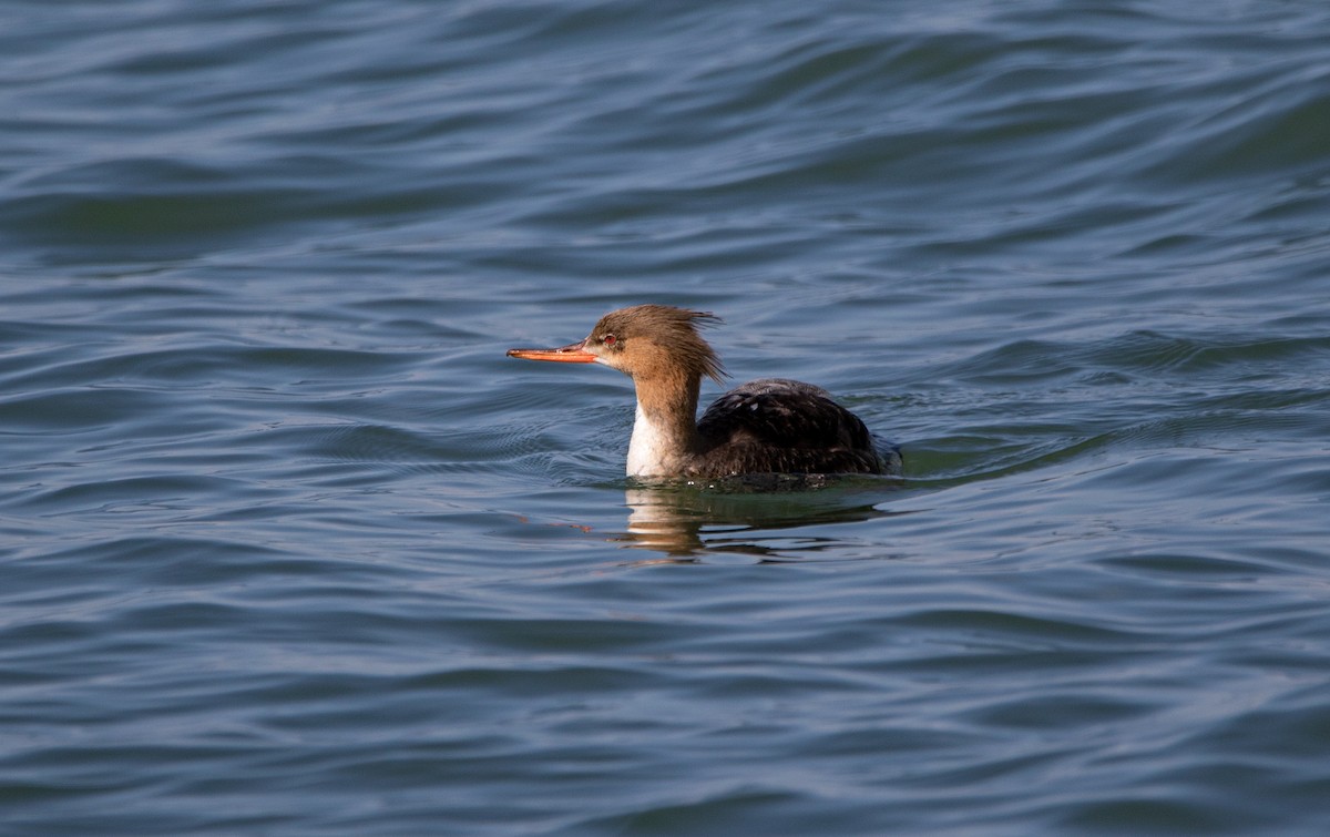 Red-breasted Merganser - Marie-Josee D'Amour