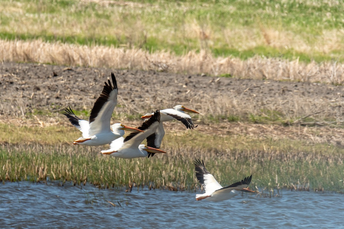 pelikán severoamerický - ML618812053