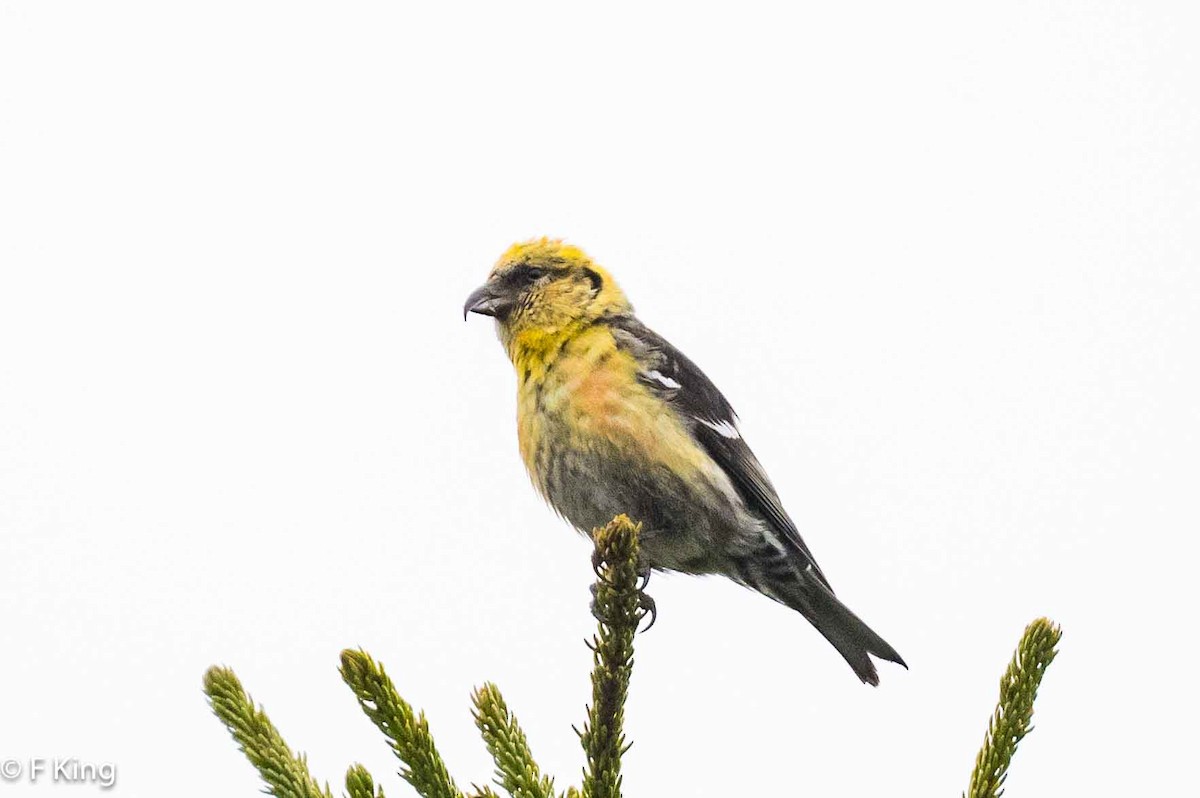 White-winged Crossbill - Frank King