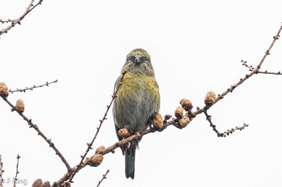 White-winged Crossbill - Frank King