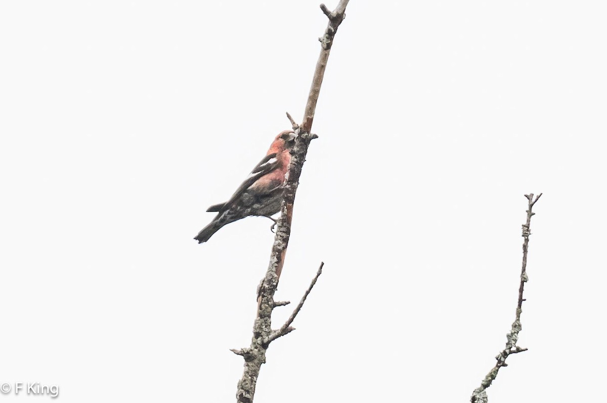 White-winged Crossbill - Frank King