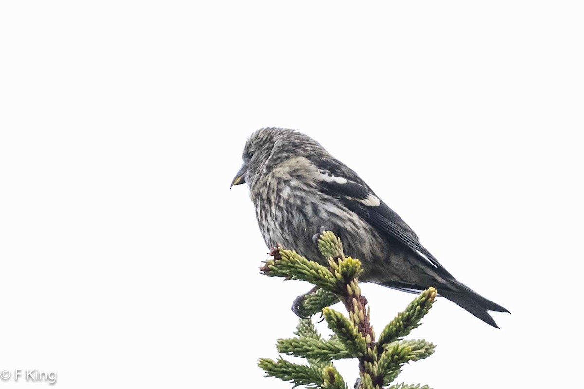 White-winged Crossbill - Frank King