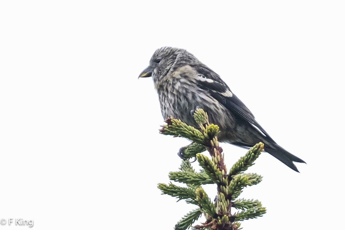 White-winged Crossbill - Frank King