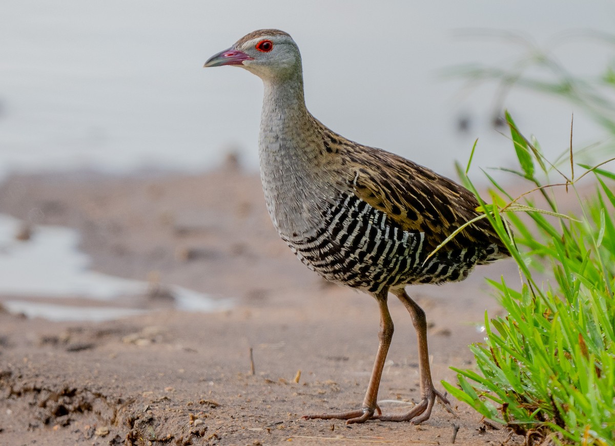 African Crake - ML618812071