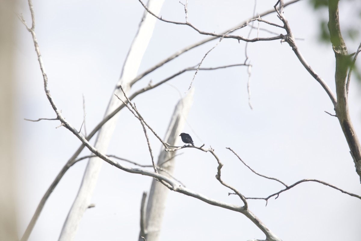 Brown-headed Cowbird - ML618812082