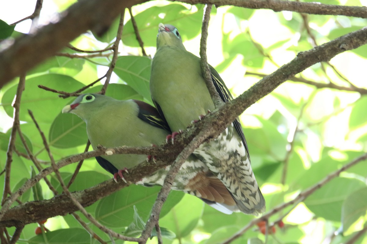 Thick-billed Green-Pigeon - Wisa Surachat