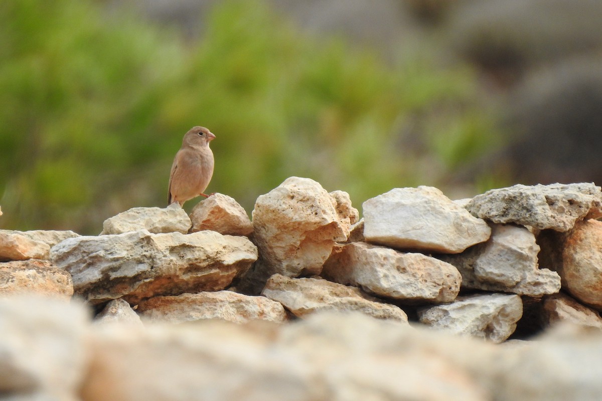 Trumpeter Finch - Luca Bonomelli