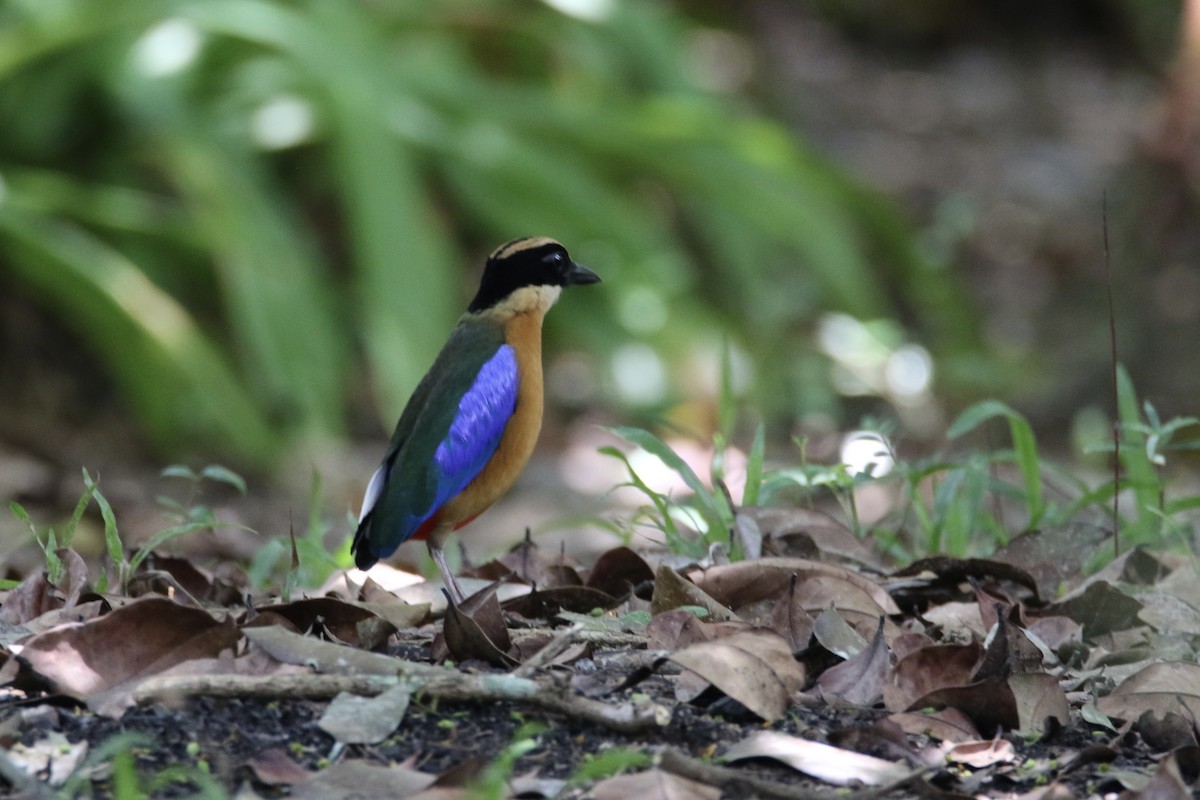 Blue-winged Pitta - Wisa Surachat