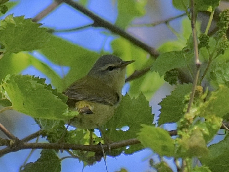 Tennessee Warbler - Dawn Pietrykowski