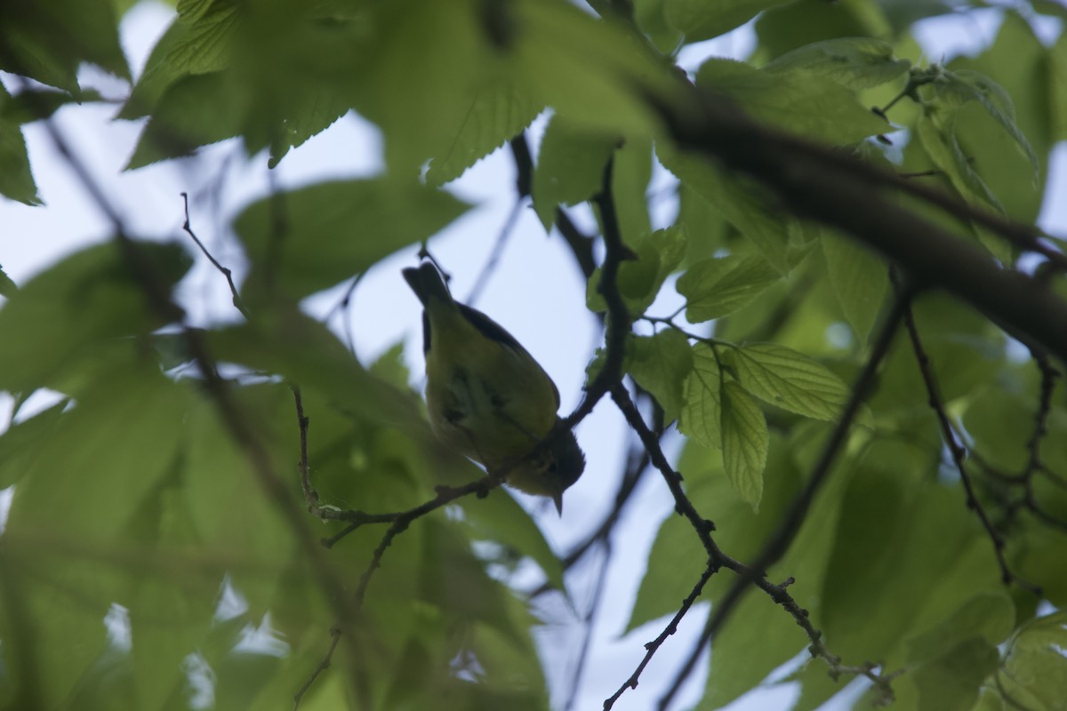 Nashville Warbler - ML618812097