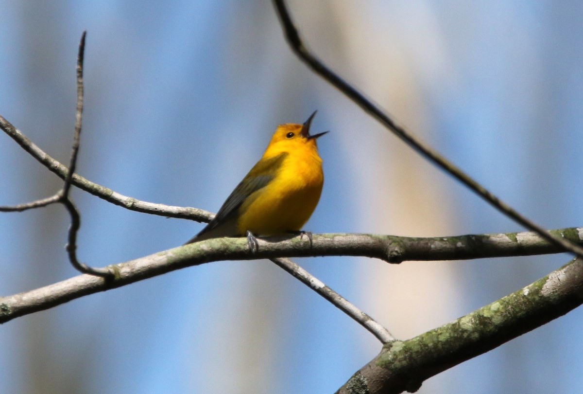 Prothonotary Warbler - Marie-Josee D'Amour