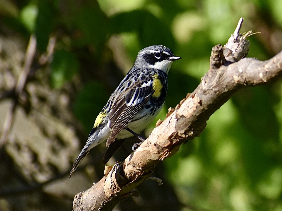 Yellow-rumped Warbler - Dawn Pietrykowski