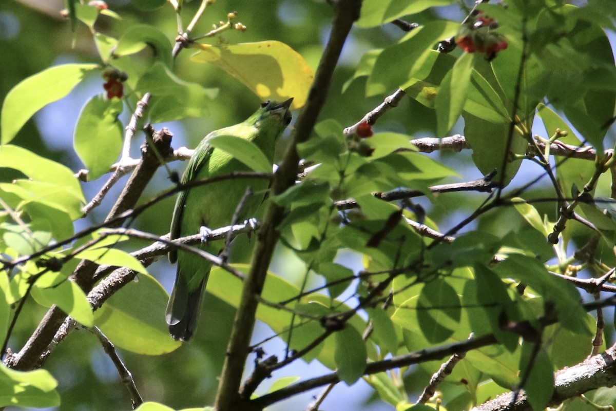 Lesser Green Leafbird - Wisa Surachat