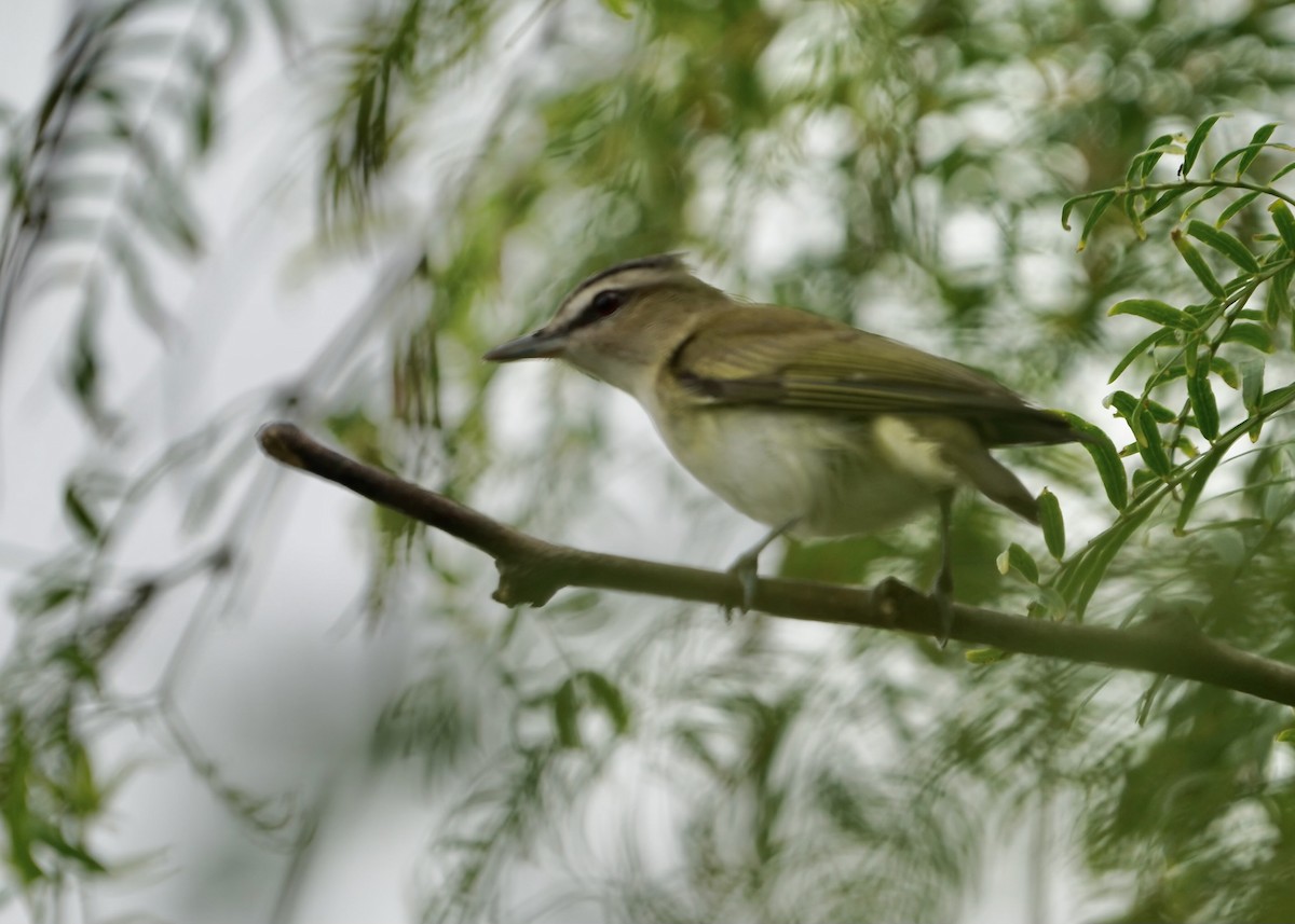 Red-eyed Vireo - Karen Carpenter